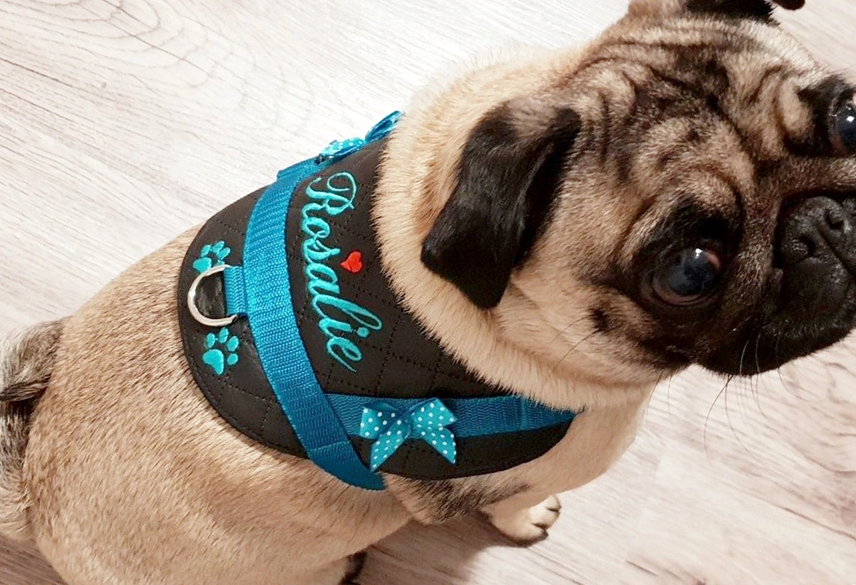 Hundegeschirr Kunstleder Schwarz/Türkis mit Namen bestickt (Kopie)