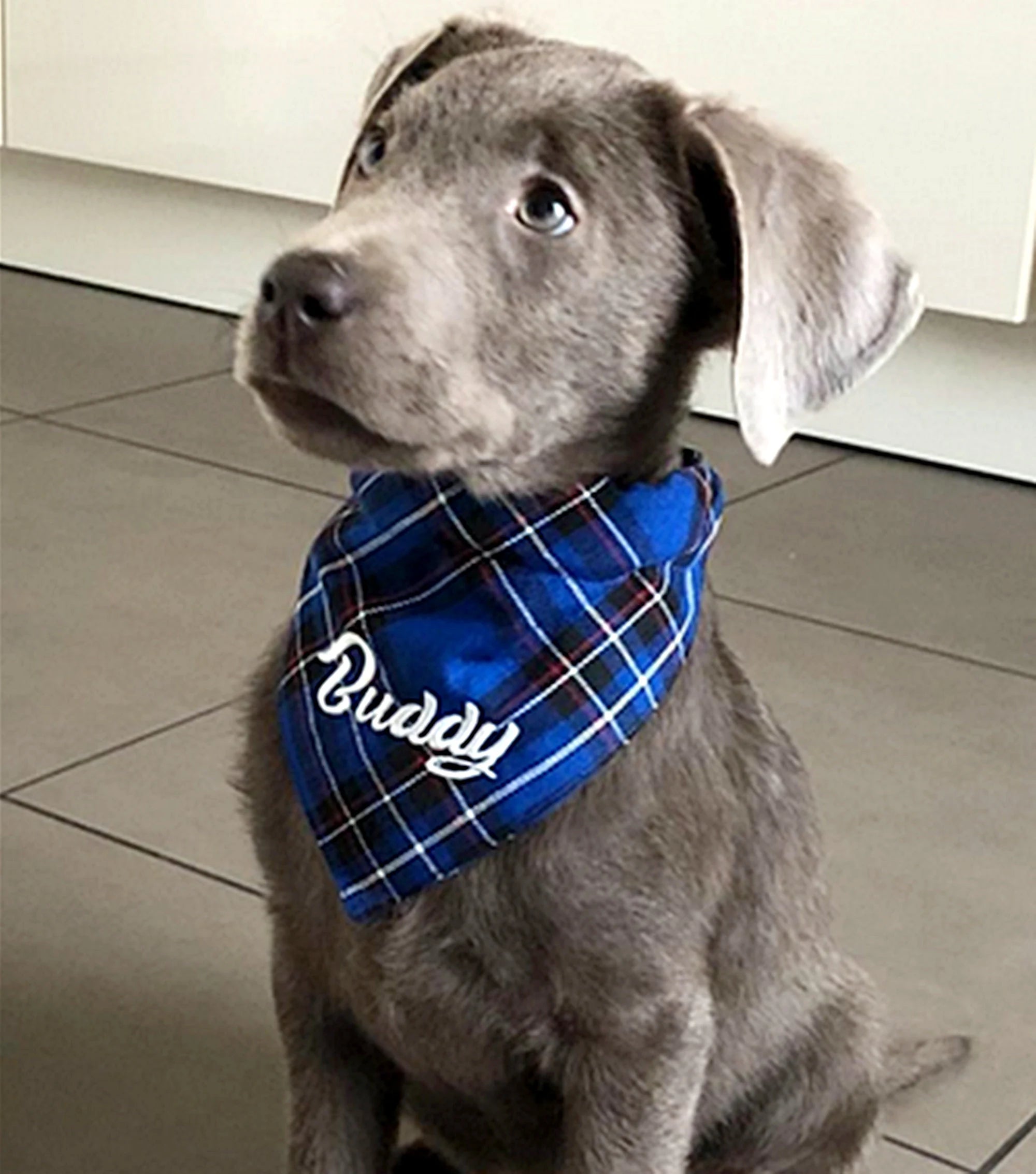 Hundehalstuch mit Halsband, bestickt