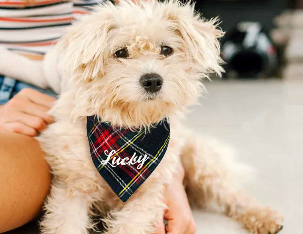 Hundehalstuch mit Halsband, bestickt